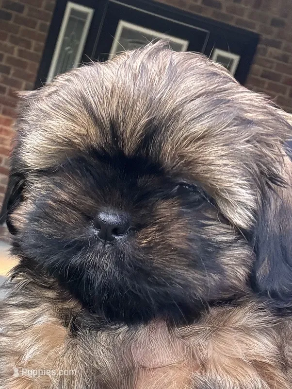 Junie – Shih Tzu puppy for sale in Milton, FL