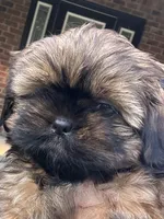 Junie, a female Shih Tzu for sale in Milton, FL – 6 of 7