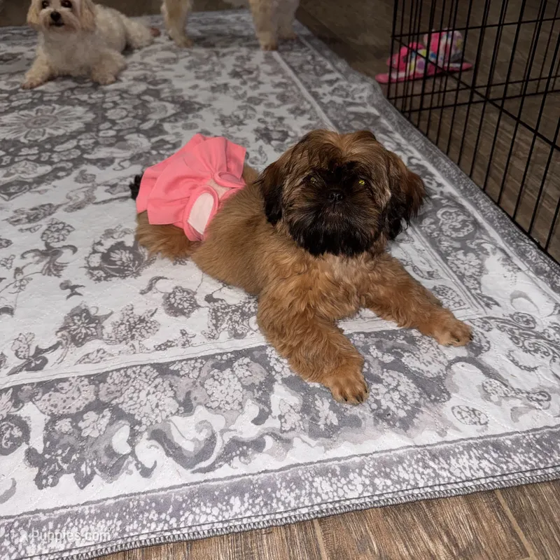 Junie – Shih Tzu puppy for sale in Milton, FL