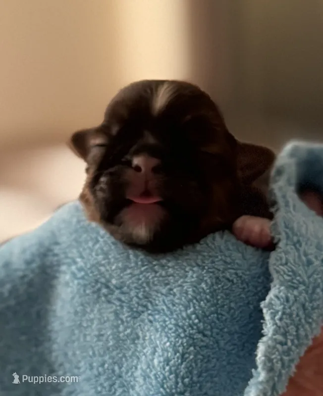 AKC Shih Tzu Flash – Shih Tzu puppy for sale in Milton, FL