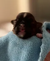 AKC Shih Tzu Flash, a male Shih Tzu for sale in Milton, FL – 1 of 3