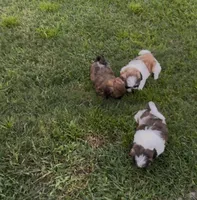 June, a female Shih Tzu for sale in Pace, FL – 9 of 10