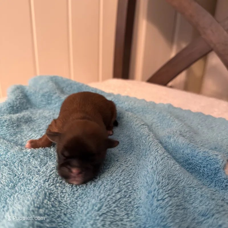 AKC girl 2, a female Shih Tzu for sale in Milton, FL – 1 of 1