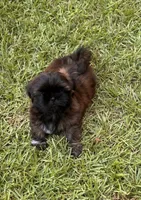 Summer, a female Shih Tzu for sale in Milton, FL – 4 of 8