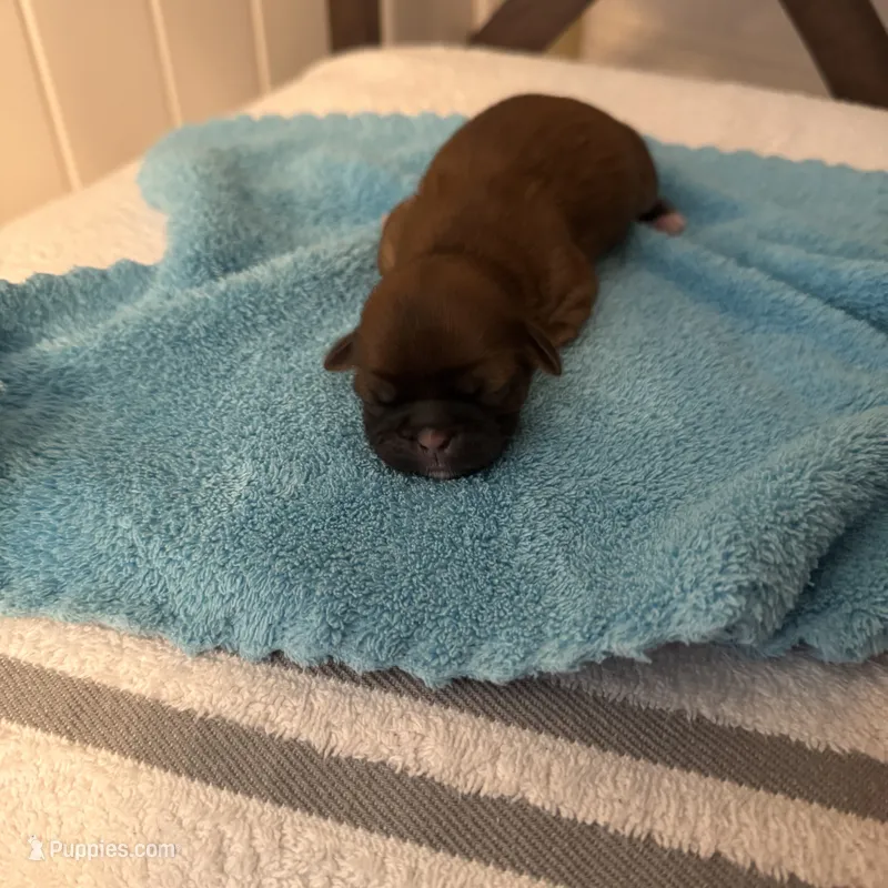 Trip – Shih Tzu puppy for sale in Milton, FL