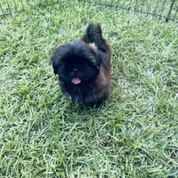 Summer, a female Shih Tzu for sale in Milton, FL – 7 of 8