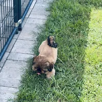 Junie, a female Shih Tzu for sale in Milton, FL – 3 of 7