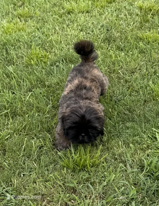 Summer – Shih Tzu puppy for sale in Milton, FL