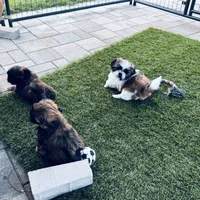 Summer, a female Shih Tzu for sale in Pace, FL – 7 of 8