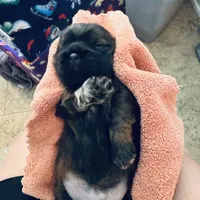 Girl 2, a female Shih Tzu for sale in Pace, FL – 2 of 4