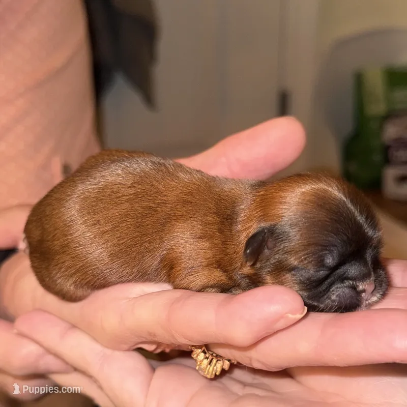 AKC Shih Tzu Midget – Shih Tzu puppy for sale in Milton, FL