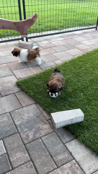 Mustachio, a male Shih Tzu for sale in Pace, FL – 7 of 8