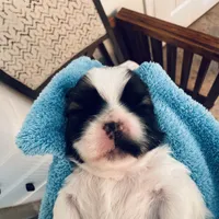 Boy 2, a male Shih Tzu for sale in Pace, FL – 3 of 4