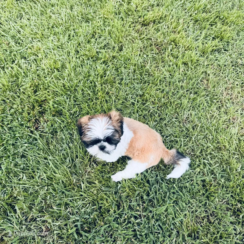 AKC Shih Tzu Mr. Mustachio – Shih Tzu puppy for sale in Milton, FL