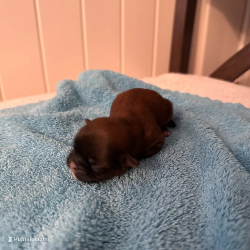 AKC Girl 3 – Shih Tzu puppy for sale in Milton, FL