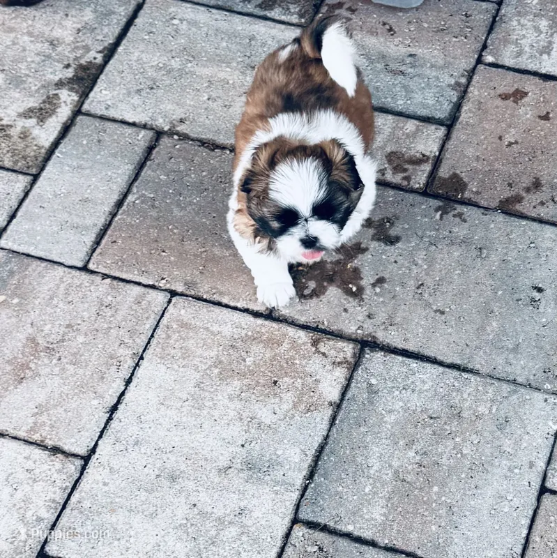 Boy 2 – Shih Tzu puppy for sale in Pace, FL