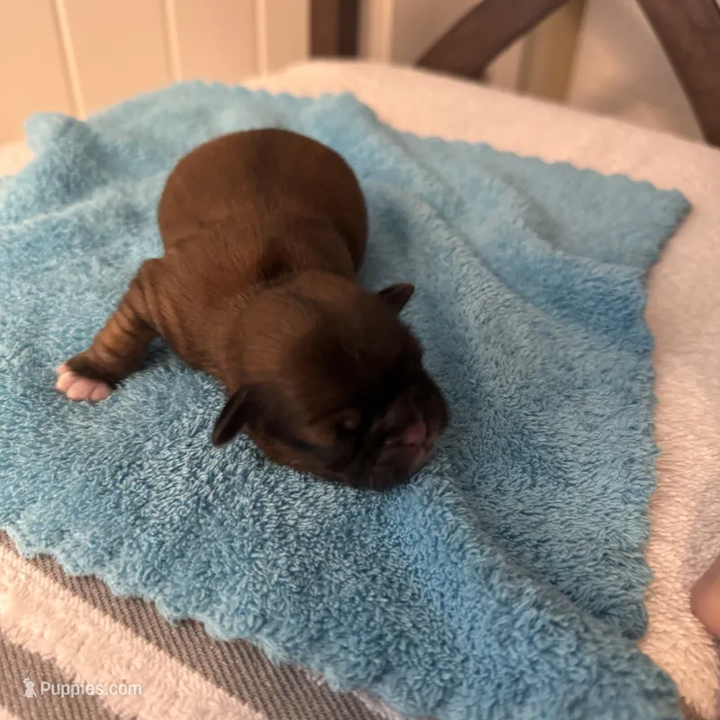 AKC Girl 1 , a female Shih Tzu for sale in Milton, FL – 1 of 1