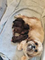 Trip, a male Shih Tzu for sale in Milton, FL – 2 of 2