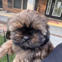 Junie, a female Shih Tzu for sale in Milton, FL – 4 of 7
