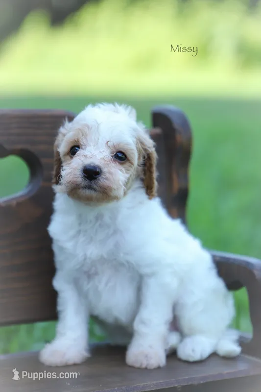 Missy – Poodle - Miniature  puppy for sale in Bluford, IL