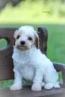 Missy, a female Poodle - Miniature  for sale in Bluford, IL – 3 of 6