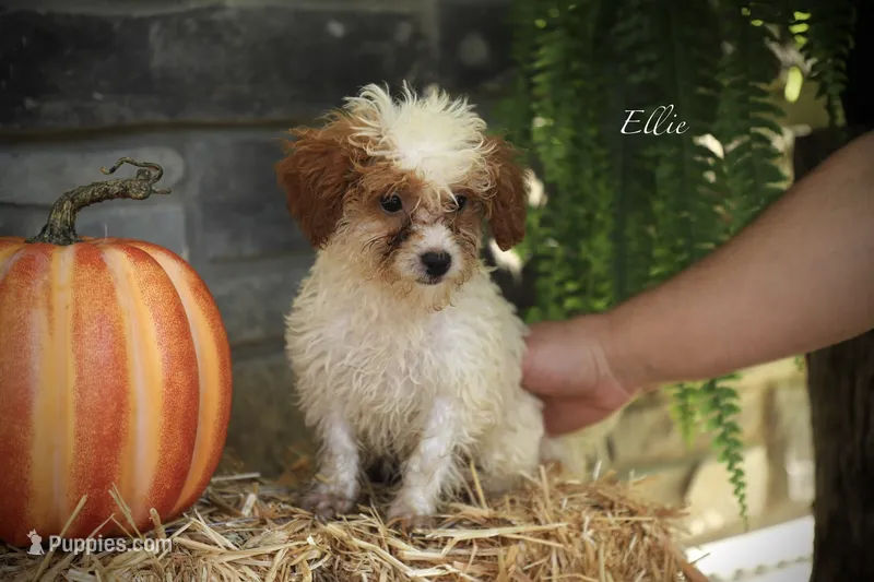 Ellie – Poodle - Miniature  puppy for sale in Bluford, IL
