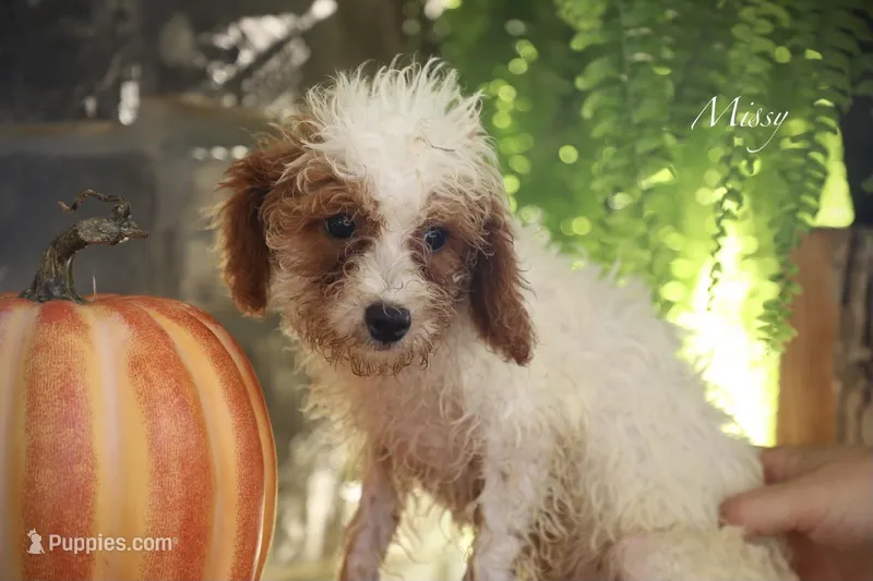 Missy – Poodle - Miniature  puppy for sale in Bluford, IL