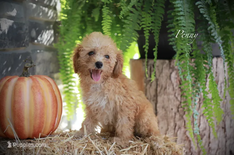 Penny – Poodle - Miniature  puppy for sale in Bluford, IL