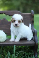 Ellie, a female Poodle - Miniature  for sale in Bluford, IL – 3 of 6
