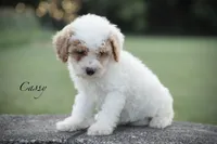 Cassy, a female Poodle - Miniature  for sale in Bluford, IL – 1 of 6