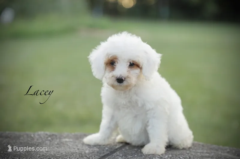 Lacey – Poodle - Miniature  puppy for sale in Bluford, IL
