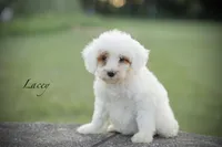 Lacey, a female Poodle - Miniature  for sale in Bluford, IL – 1 of 6