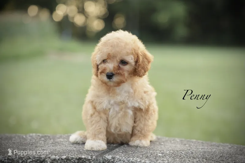 Penny – Poodle - Miniature  puppy for sale in Bluford, IL