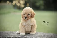 Penny, a female Poodle - Miniature  for sale in Bluford, IL – 1 of 8