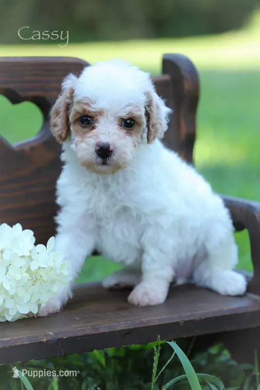 Cassy – Poodle - Miniature  puppy for sale in Bluford, IL