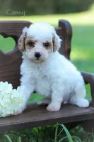 Cassy, a female Poodle - Miniature  for sale in Bluford, IL – 3 of 6