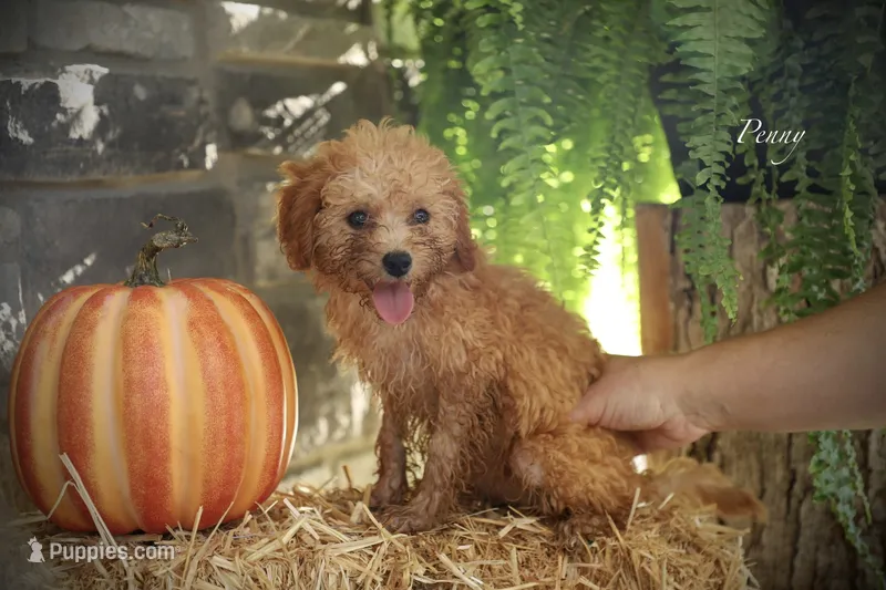 Penny – Poodle - Miniature  puppy for sale in Bluford, IL