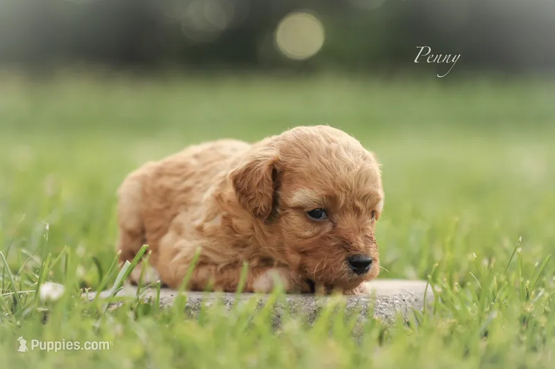 Penny – Poodle - Miniature  puppy for sale in Bluford, IL