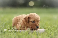 Penny, a female Poodle - Miniature  for sale in Bluford, IL – 1 of 2