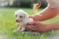 Lacey, a female Poodle - Miniature  for sale in Bluford, IL – 2 of 2