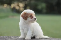 Ellie, a female Poodle - Miniature  for sale in Bluford, IL – 2 of 6