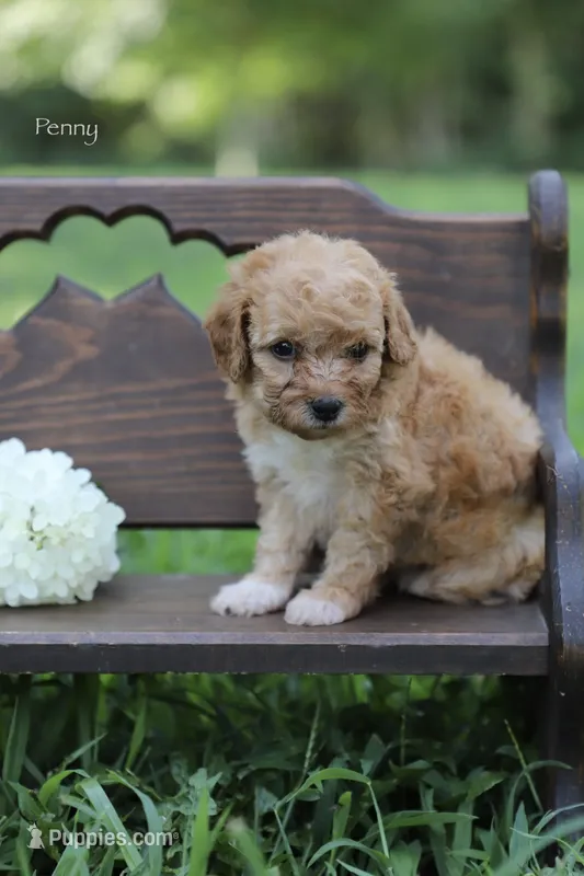 Penny – Poodle - Miniature  puppy for sale in Bluford, IL