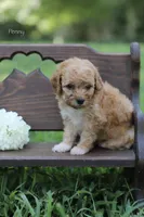 Penny, a female Poodle - Miniature  for sale in Bluford, IL – 4 of 8
