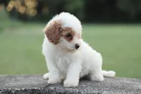 Cassy, a female Poodle - Miniature  for sale in Bluford, IL – 2 of 6