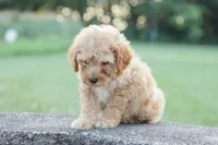 Cruiser , a male Poodle - Miniature  for sale in Bluford, IL – 3 of 7