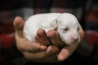 Rowen, a male Poodle - Miniature  for sale in Bluford, IL – Photo 6 of 7