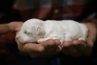 Rowen, a male Poodle - Miniature  for sale in Bluford, IL – Photo 7 of 7