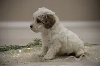 Rowen, a male Poodle - Miniature  for sale in Bluford, IL – Photo 3 of 7