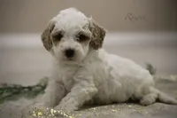 Rowen, a male Poodle - Miniature  for sale in Bluford, IL – Photo 2 of 7