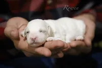 Rowen, a male Poodle - Miniature  for sale in Bluford, IL – Photo 5 of 7